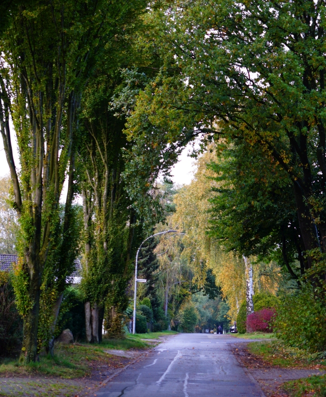 Links und rechts des Reindorfer Weges in Eckel sind große Bäume und Sträucher in Herbstfärbung zu sehen. Sie verbessern durch Schattenbildung und Verdunstung das Mikroklima der Anlieger von Neu Eckel.